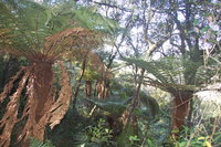 Ferns