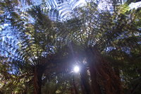 More ferns