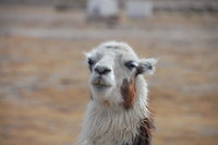 Llama in Bolivia