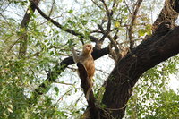 Keoladeo resident