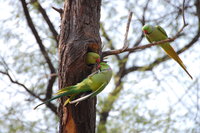 Parakeet in Keoladeo