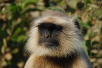 Langur, Ranthambhore