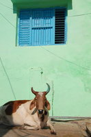 Bundi resident