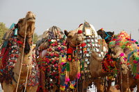 Bikaner camel fair