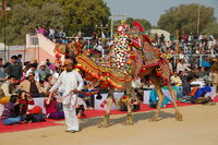 Bikaner camel fair