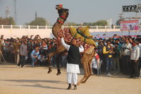 Bikaner camel fair