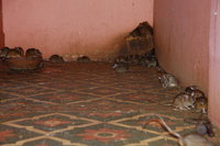 Deshnok Rat Temple