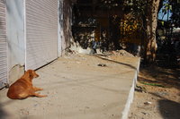The streets of Jodhpur