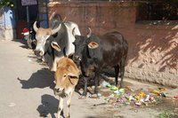 The streets of Jodhpur