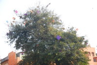 Jaipur kite losers