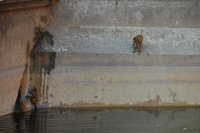Galta Monkeys