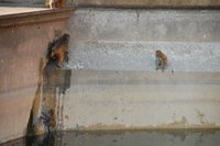 Galta Monkeys