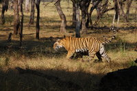 Tiger, Ranthabhore