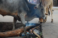 Orchha MacDonald's