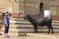 Varanasi water buffalo